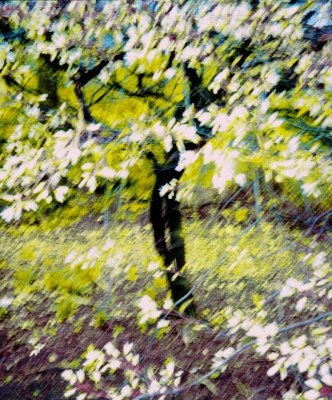 Appleblossom